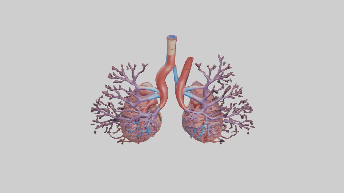 3D model Human Pulmonary Artery Model VR / AR / low-poly