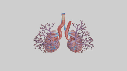 3D model Human Pulmonary Artery Model VR / AR / low-poly