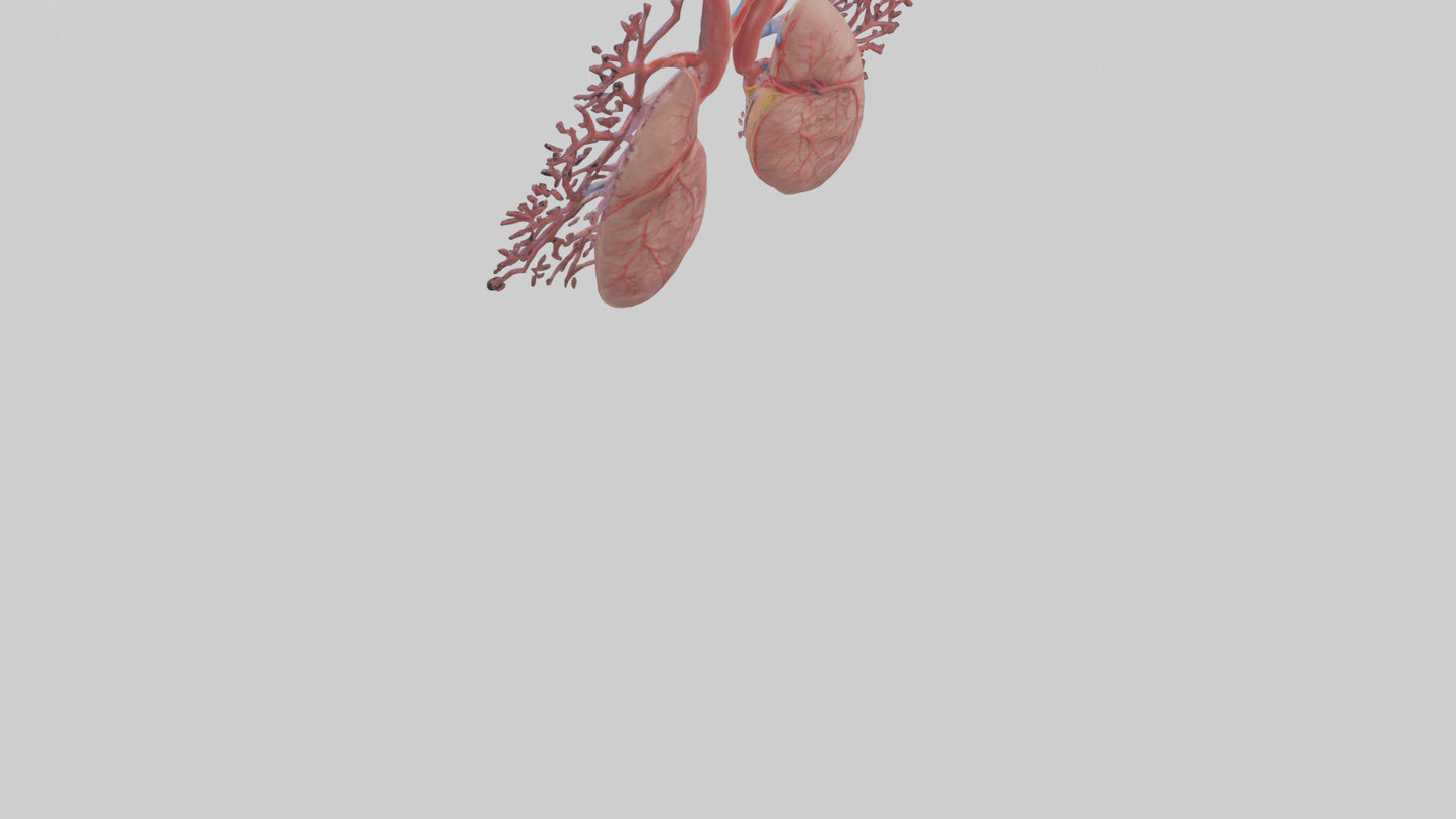 3D model Human Pulmonary Artery Model VR / AR / low-poly