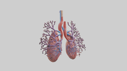 3D model Human Pulmonary Artery Model VR / AR / low-poly