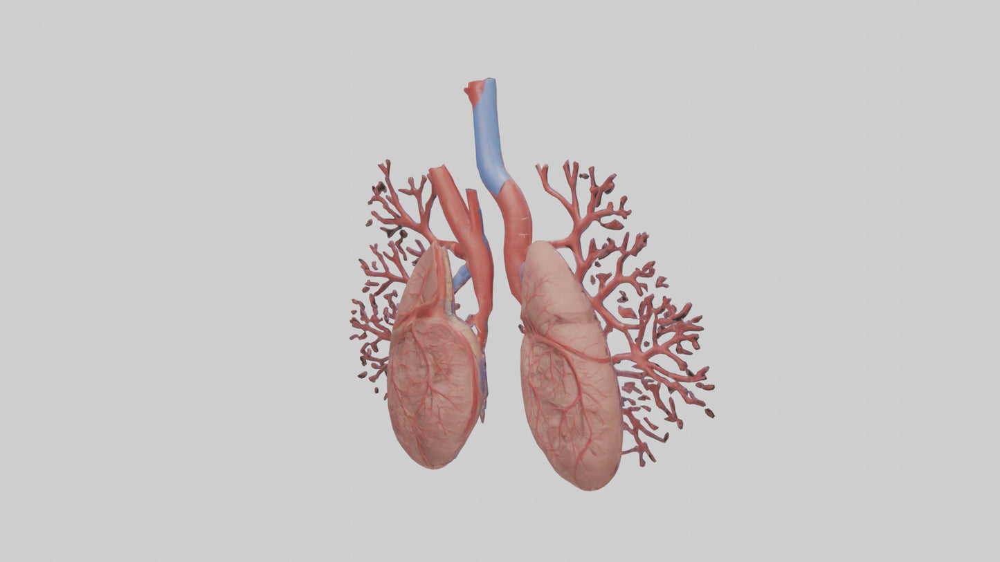 3D model Human Pulmonary Artery Model VR / AR / low-poly