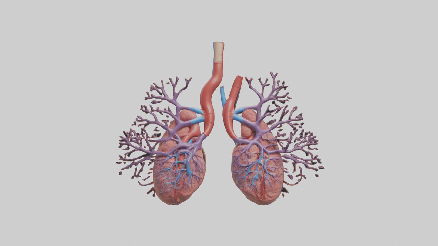 3D model Human Pulmonary Artery Model VR / AR / low-poly