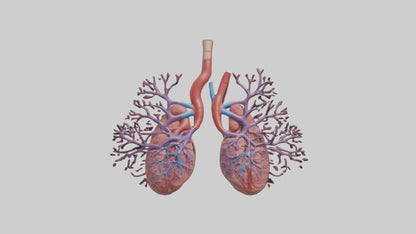 3D model Human Pulmonary Artery Model VR / AR / low-poly