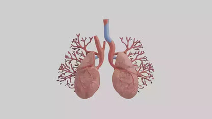 3D model Human Pulmonary Artery Model VR / AR / low-poly