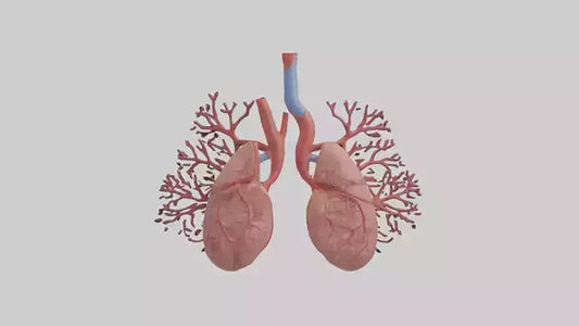 3D model Human Pulmonary Artery Model VR / AR / low-poly