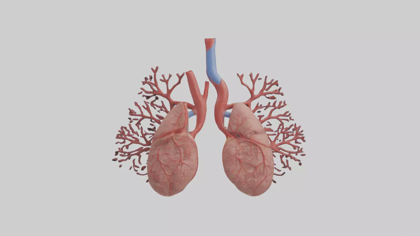 3D model Human Pulmonary Artery Model VR / AR / low-poly