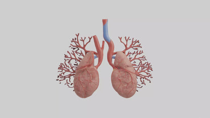 3D model Human Pulmonary Artery Model VR / AR / low-poly