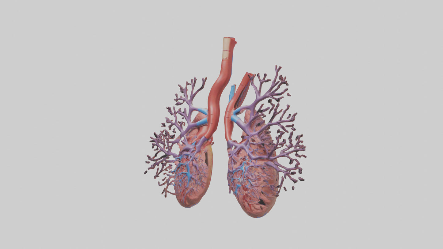 3D model Human Pulmonary Artery Model VR / AR / low-poly