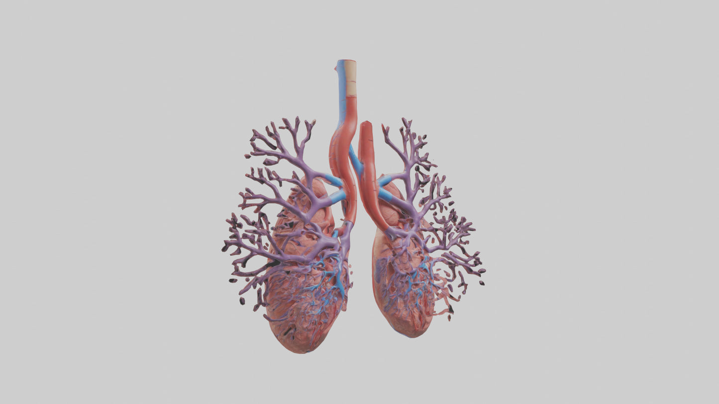 3D model Human Pulmonary Artery Model VR / AR / low-poly
