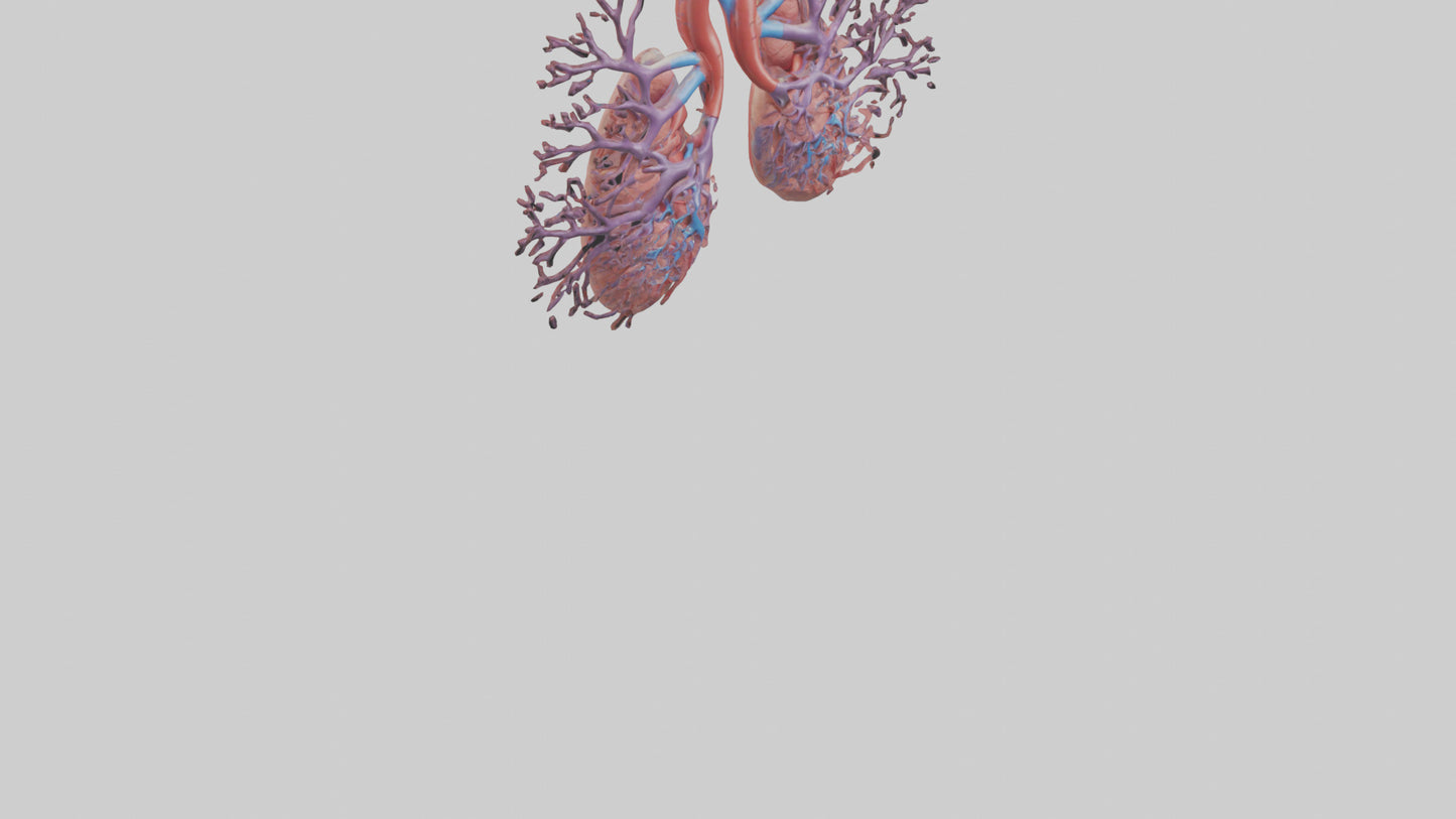 3D model Human Pulmonary Artery Model VR / AR / low-poly