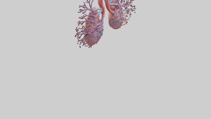 3D model Human Pulmonary Artery Model VR / AR / low-poly