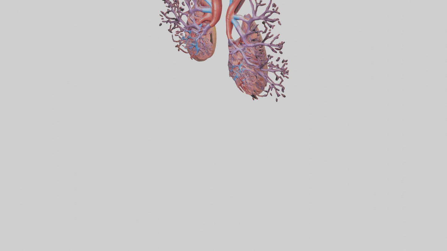 3D model Human Pulmonary Artery Model VR / AR / low-poly