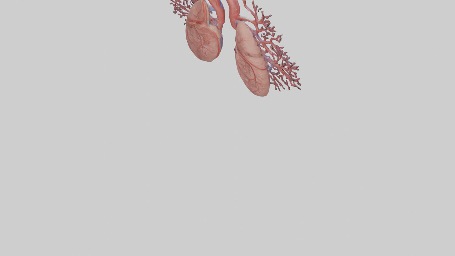 3D model Human Pulmonary Artery Model VR / AR / low-poly