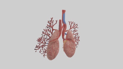 3D model Human Pulmonary Artery Model VR / AR / low-poly