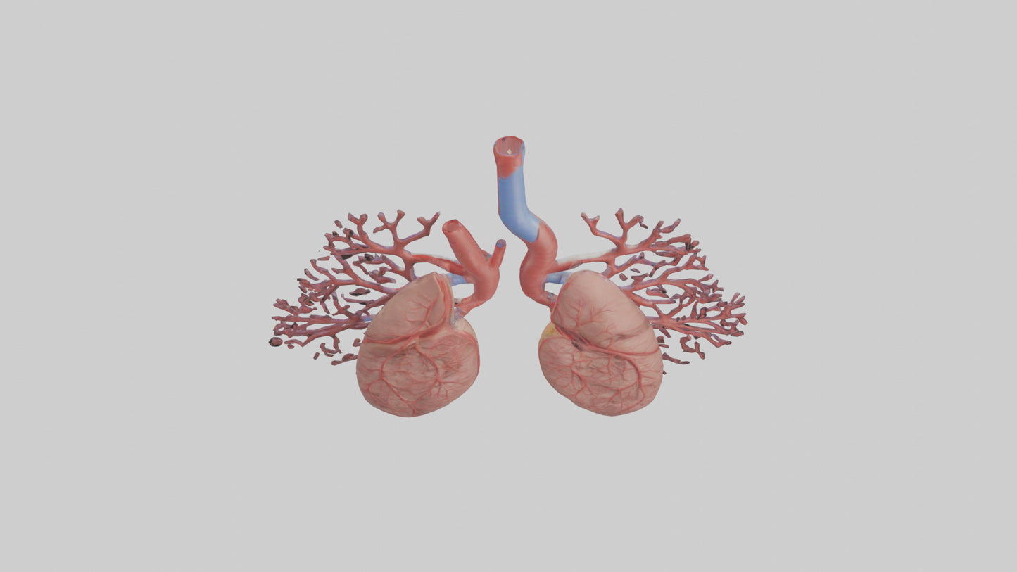 3D model Human Pulmonary Artery Model VR / AR / low-poly