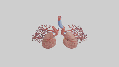 3D model Human Pulmonary Artery Model VR / AR / low-poly