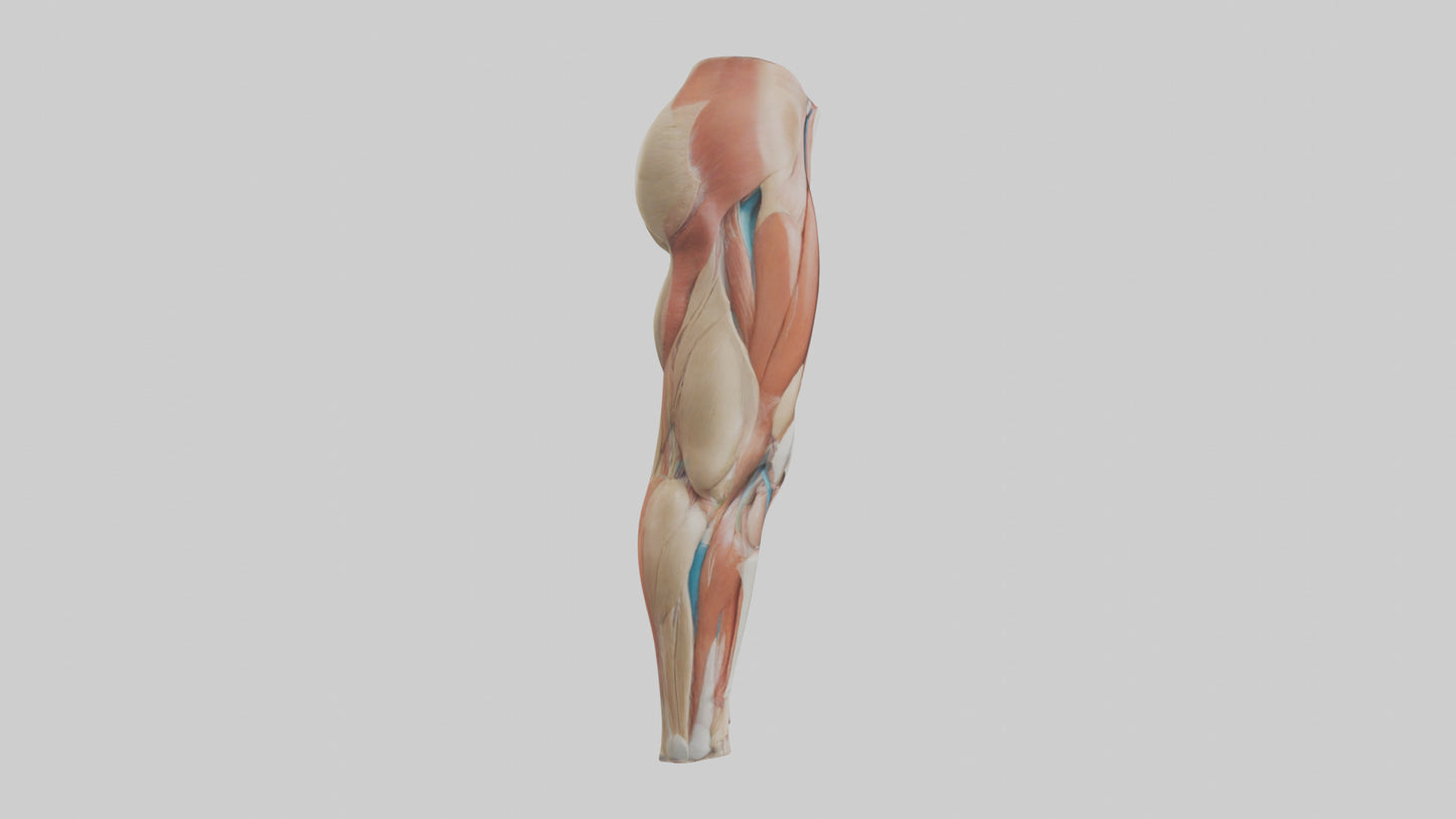 3D model Human Quadriceps Anatomy Model VR / AR / low-poly