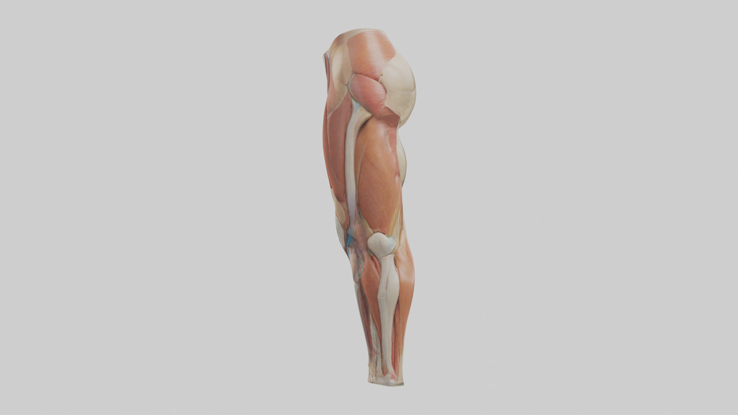 3D model Human Quadriceps Anatomy Model VR / AR / low-poly