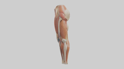 3D model Human Quadriceps Anatomy Model VR / AR / low-poly