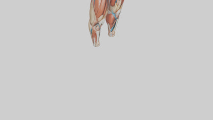 3D model Human Quadriceps Anatomy Model VR / AR / low-poly