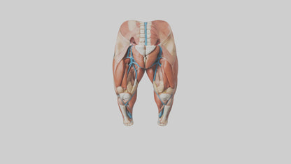 3D model Human Quadriceps Anatomy Model VR / AR / low-poly