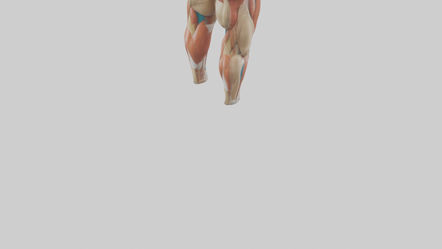 3D model Human Quadriceps Anatomy Model VR / AR / low-poly