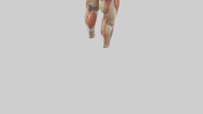 3D model Human Quadriceps Anatomy Model VR / AR / low-poly