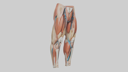 3D model Human Quadriceps Anatomy Model VR / AR / low-poly