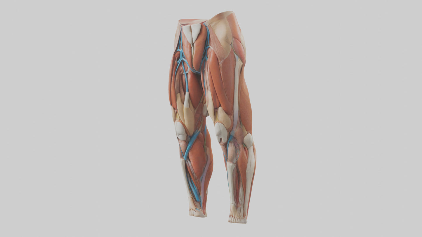 3D model Human Quadriceps Anatomy Model VR / AR / low-poly