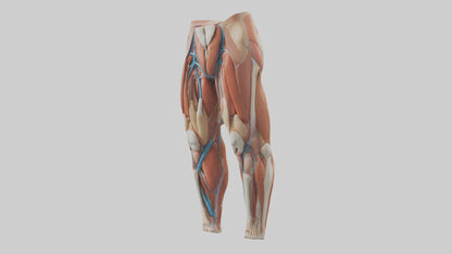 3D model Human Quadriceps Anatomy Model VR / AR / low-poly