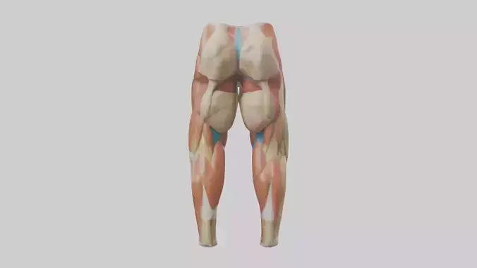3D model Human Quadriceps Anatomy Model VR / AR / low-poly