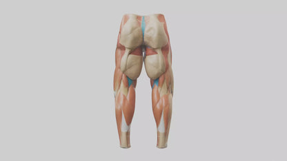 3D model Human Quadriceps Anatomy Model VR / AR / low-poly