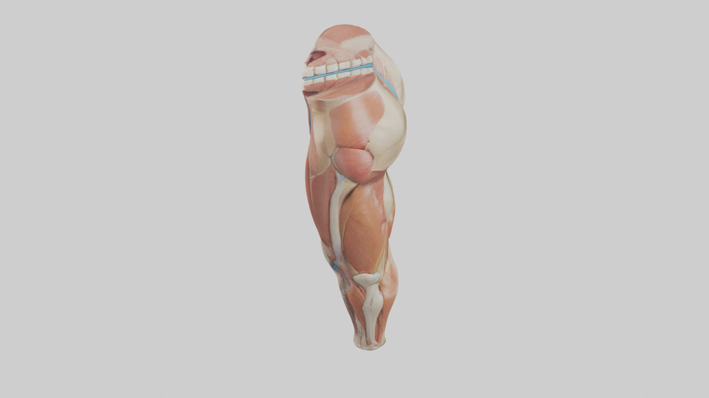 3D model Human Quadriceps Anatomy Model VR / AR / low-poly