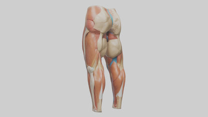 3D model Human Quadriceps Anatomy Model VR / AR / low-poly