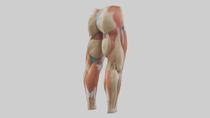 3D model Human Quadriceps Anatomy Model VR / AR / low-poly