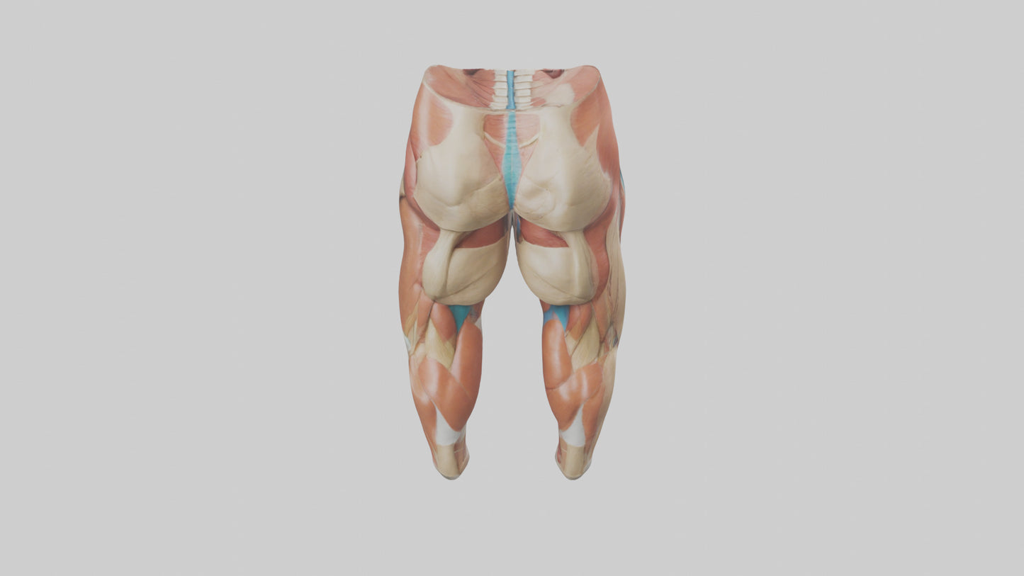 3D model Human Quadriceps Anatomy Model VR / AR / low-poly