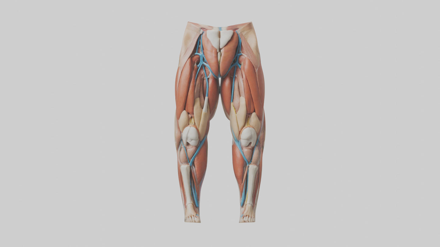 3D model Human Quadriceps Anatomy Model VR / AR / low-poly