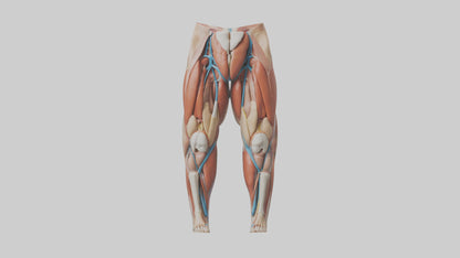 3D model Human Quadriceps Anatomy Model VR / AR / low-poly