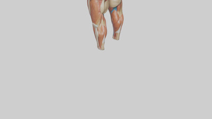 3D model Human Quadriceps Anatomy Model VR / AR / low-poly
