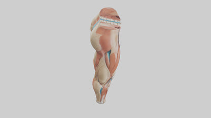 3D model Human Quadriceps Anatomy Model VR / AR / low-poly