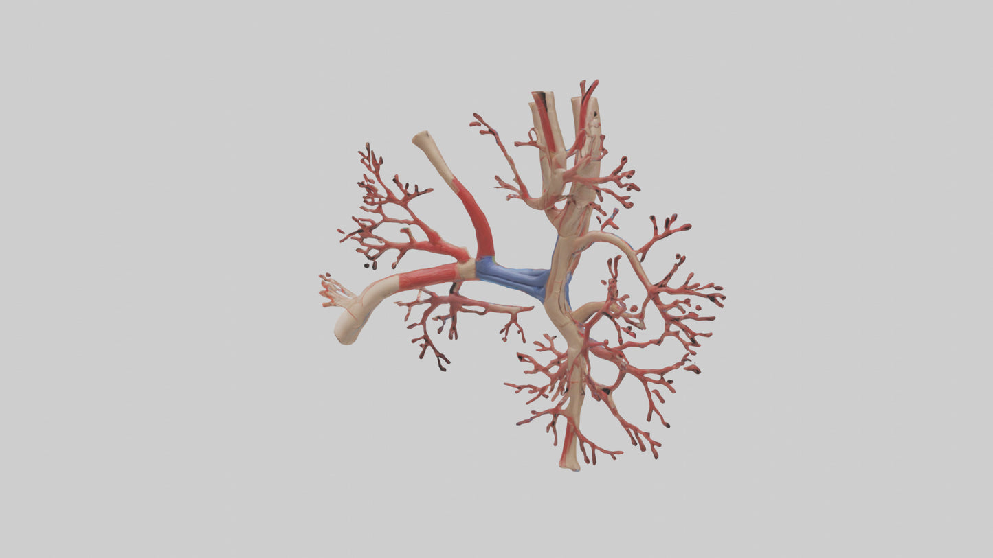 3D model Human Radial Artery Model VR / AR / low-poly