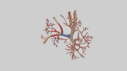 3D model Human Radial Artery Model VR / AR / low-poly