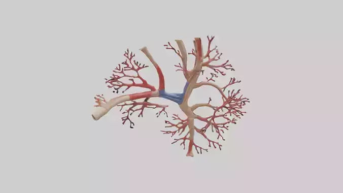 3D model Human Radial Artery Model VR / AR / low-poly