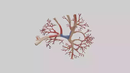 3D model Human Radial Artery Model VR / AR / low-poly