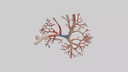 3D model Human Radial Artery Model VR / AR / low-poly