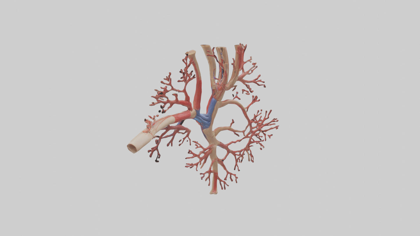 3D model Human Radial Artery Model VR / AR / low-poly