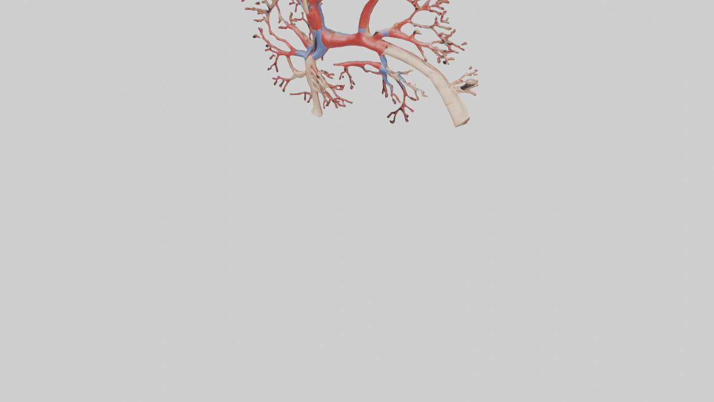 3D model Human Radial Artery Model VR / AR / low-poly