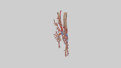 3D model Human Radial Artery Model VR / AR / low-poly