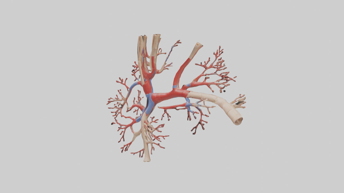 3D model Human Radial Artery Model VR / AR / low-poly