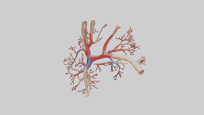 3D model Human Radial Artery Model VR / AR / low-poly